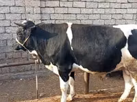 ثور, Russian Black pied cattle — الصورة 5