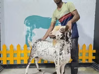 Carnero, Sicilian Barbaresca sheep — foto 1