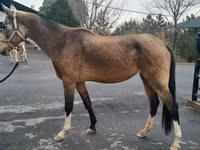 Stute, Akhal-Teke — Foto 3