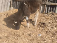 公牛, Swiss cattle — 照片 2