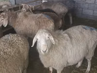 Schaf, Tian-Shan semifinewool sheep — Foto 3