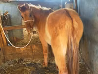 Yegua, Horse breed — foto 1