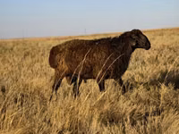 Ram, Sheep — photo 2