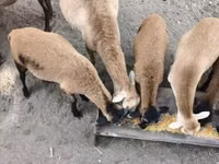 Қошқар, Cameroon sheep — 1-сурет