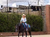 Toychoq, Percheron — 6-rasm