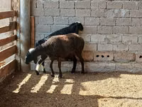 نعجة, الأغنام — الصورة 4