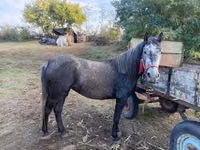 Mare, Horses — photo 3
