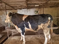 Bulle, Simmental cattle — Foto 3