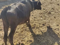 Cow, Simmental cattle — photo 4
