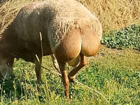 Qoʻchqor, Arashan sheep — 1-rasm