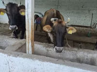 母牛, Cattle — 照片 2