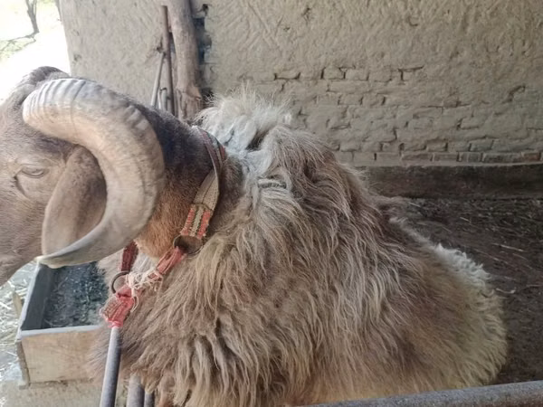 كبش, الأغنام — أوزبكستان