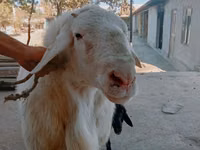 كبش, Arashan sheep — الصورة 4