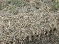 🌾 Сено после семенника 🌾 Продам сено, после обмолота. кастра Без — сүрөт 2