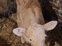 गाय, Charolais cattle — फ़ोटो 8