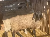 Widder, Tsigai sheep — Foto 2