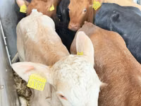 ІҚМ (топ, жынысы көрсетілмеген), Simmental cattle — 7-сурет