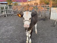 गाय, Russian Black pied cattle — फ़ोटो 2