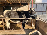 母牛, Holstein breed — 照片 2