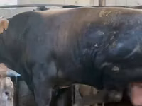 Bulle, Aberdeen-Angus — Foto 5