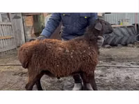 كبش, Hissar sheep — الصورة 2