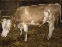 公牛, Simmental cattle — 照片 1