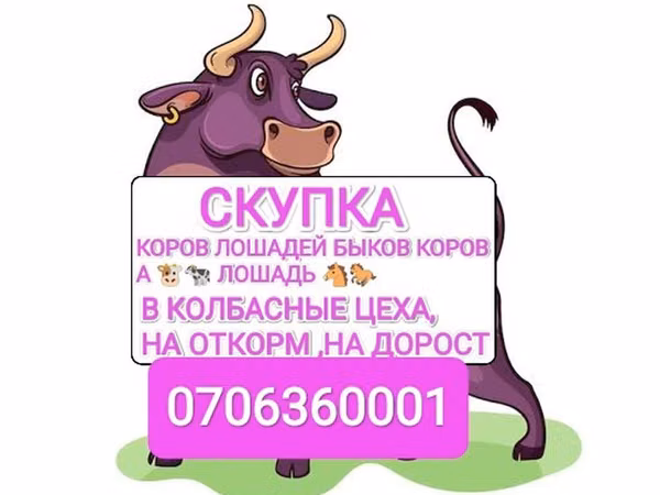 Бык, Коровы