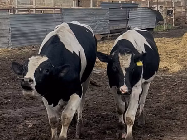 公牛, Holstein breed — 哈萨克斯坦