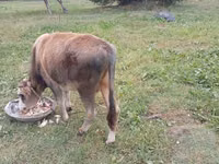 Toro, Ganado vacuno — foto 3