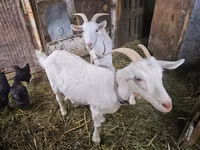عنزة, Saanen goat — الصورة 3