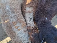 Ovejas (lote, sexo no especificado), Ovejas — foto 4