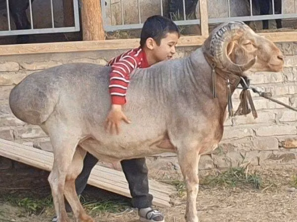 كبش, الأغنام — أوزبكستان