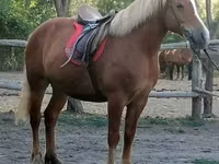 Yegua, Haflinger — foto 1