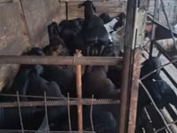 Ovejas (lote, sexo no especificado), Ovejas — foto 1