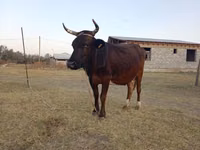 Sigir, Swiss cattle — 1-rasm
