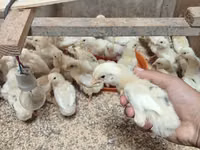 Chickens — Foto 3