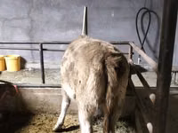 Schaf, Dala sheep — Foto 4