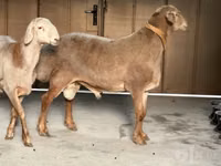 Кочкор, Арашан — сүрөт 3