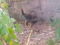 Chickens — Foto 1