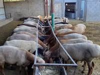 كبش, Rhon sheep — الصورة 1