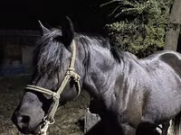 Yegua, Caballos — foto 2