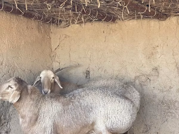Schafe (Partie, Geschlecht nicht angegeben), Arashan sheep
