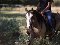 Toychoq, Quarter Horse — 6-rasm