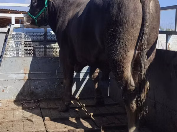 Bull, Cattle
