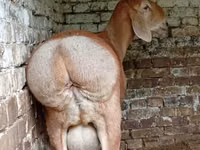 Cabra, Nubian Goat — foto 2
