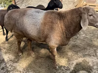 मेढ़ा, Arashan sheep — फ़ोटो 2