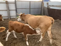 Kuh, Simmental cattle — Foto 4