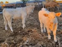 Bulle, Charolais cattle — Foto 8