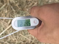 🌾 Сено после семенника 🌾 Продам сено, после обмолота. кастра Без — сүрөт 4