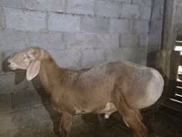 Qoʻchqor, Arashan sheep — 5-rasm